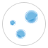 Varnish
